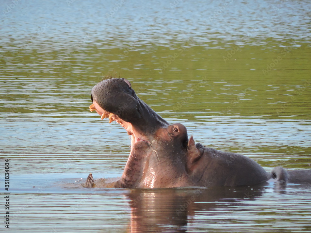 Fototapeta premium Hippo Yawn