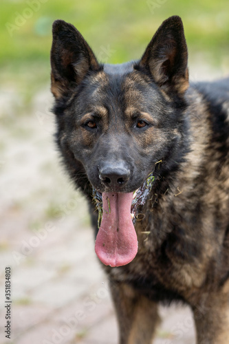 German Shepherd is a German dog breed  one of the most widely used in the world and also the most widely used service breed