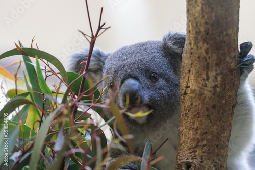 Photography コアラ, Koala