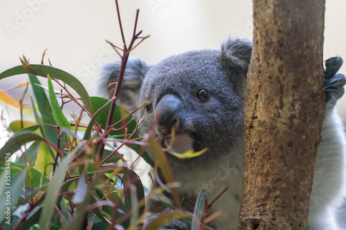 Photography コアラ, Koala