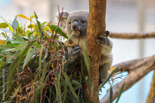 Photography コアラ, Koala