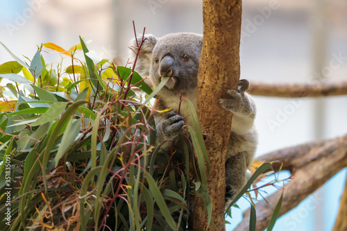 Photography コアラ, Koala