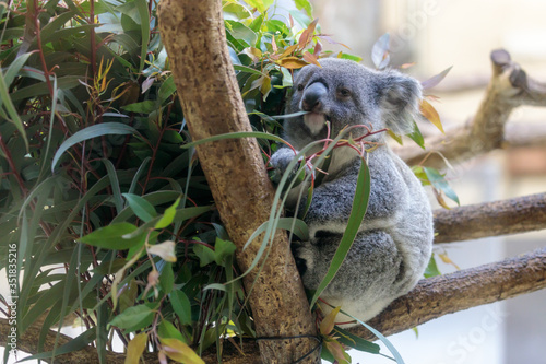 Canvas Print コアラ, Koala