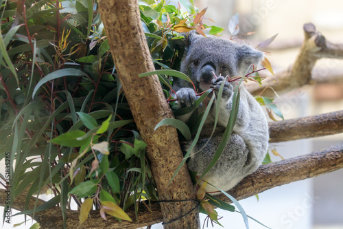 Photography コアラ, Koala