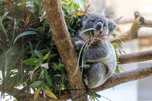 Photography コアラ, Koala