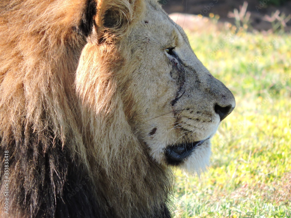 Fototapeta premium Old Male Lion