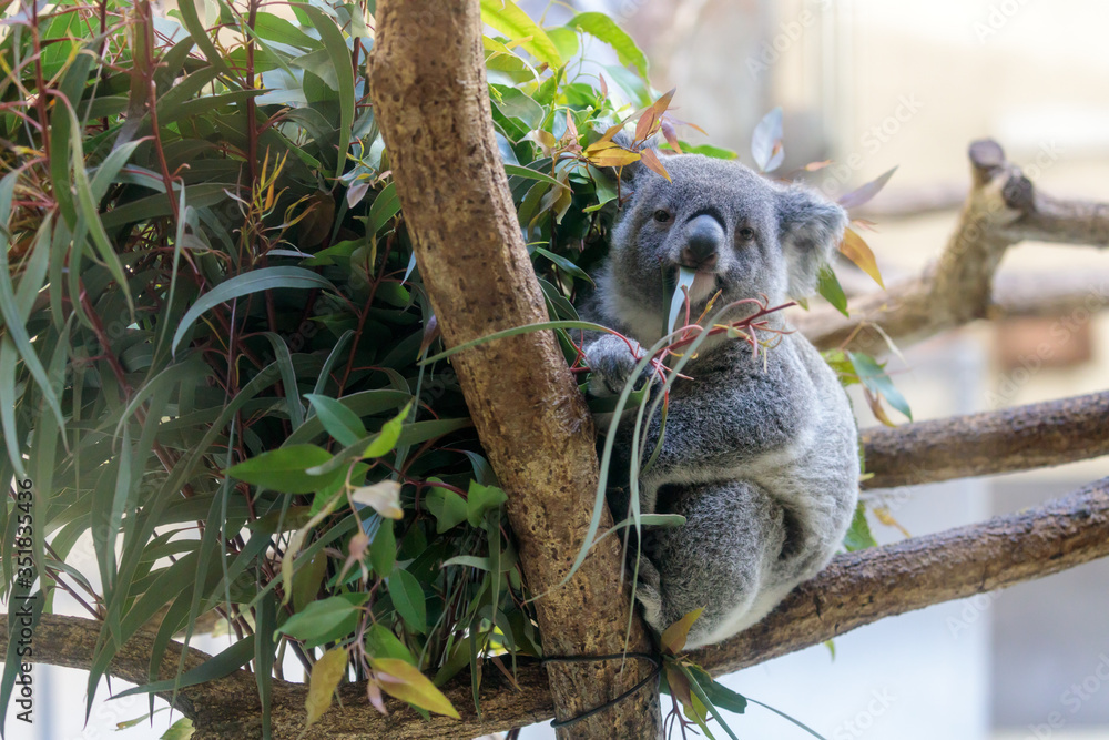 Fototapeta premium コアラ, Koala