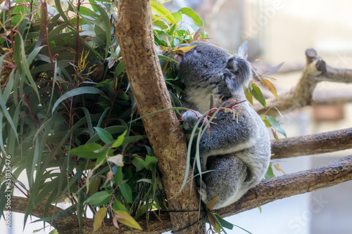 Photography コアラ, Koala