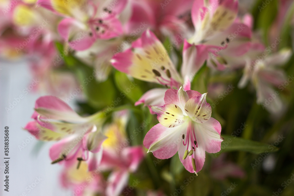 Fototapeta premium Bouquet from Alstremeria, gently pink flowers of Peruvian lily. Flowers for the holiday, white background