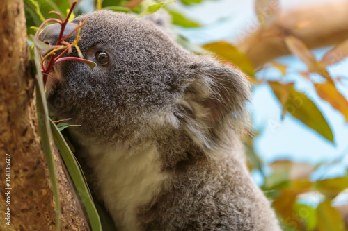 Photography コアラ, Koala