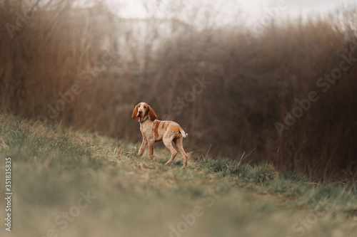 bracco italiano puppy standing on a field