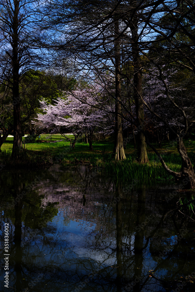 japan sakura　：服部緑地・桜の咲く風景