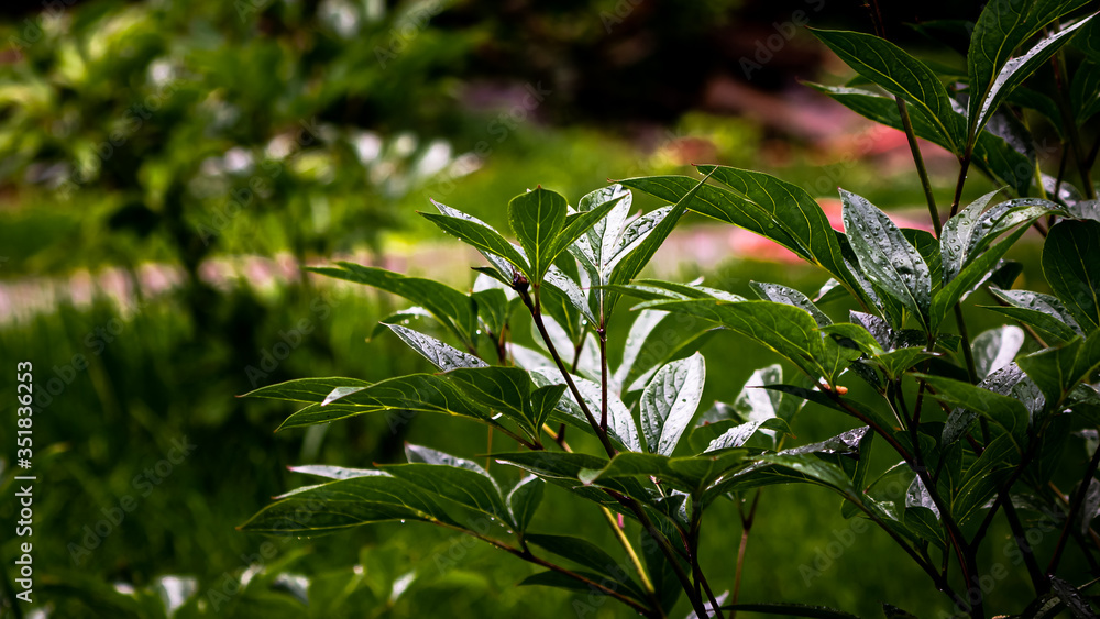 Obraz premium Peony bush with unblown bud in spring rain