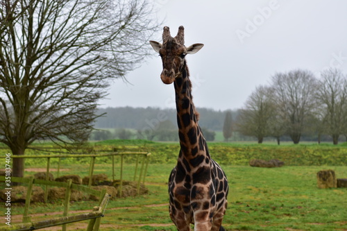 Photography giraffe in the nature zoo