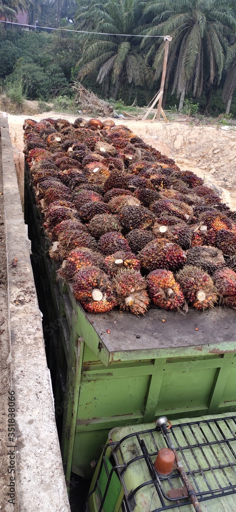 Indonesia is the largest producer of oil derived from palm oil