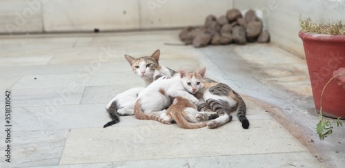 Mother cat with her kittens. #nofilter