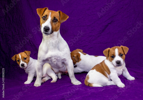  female jack russell terrier breastfeeds her little puppies, on a purple background, two puppies are looking into the frame. Motherhood