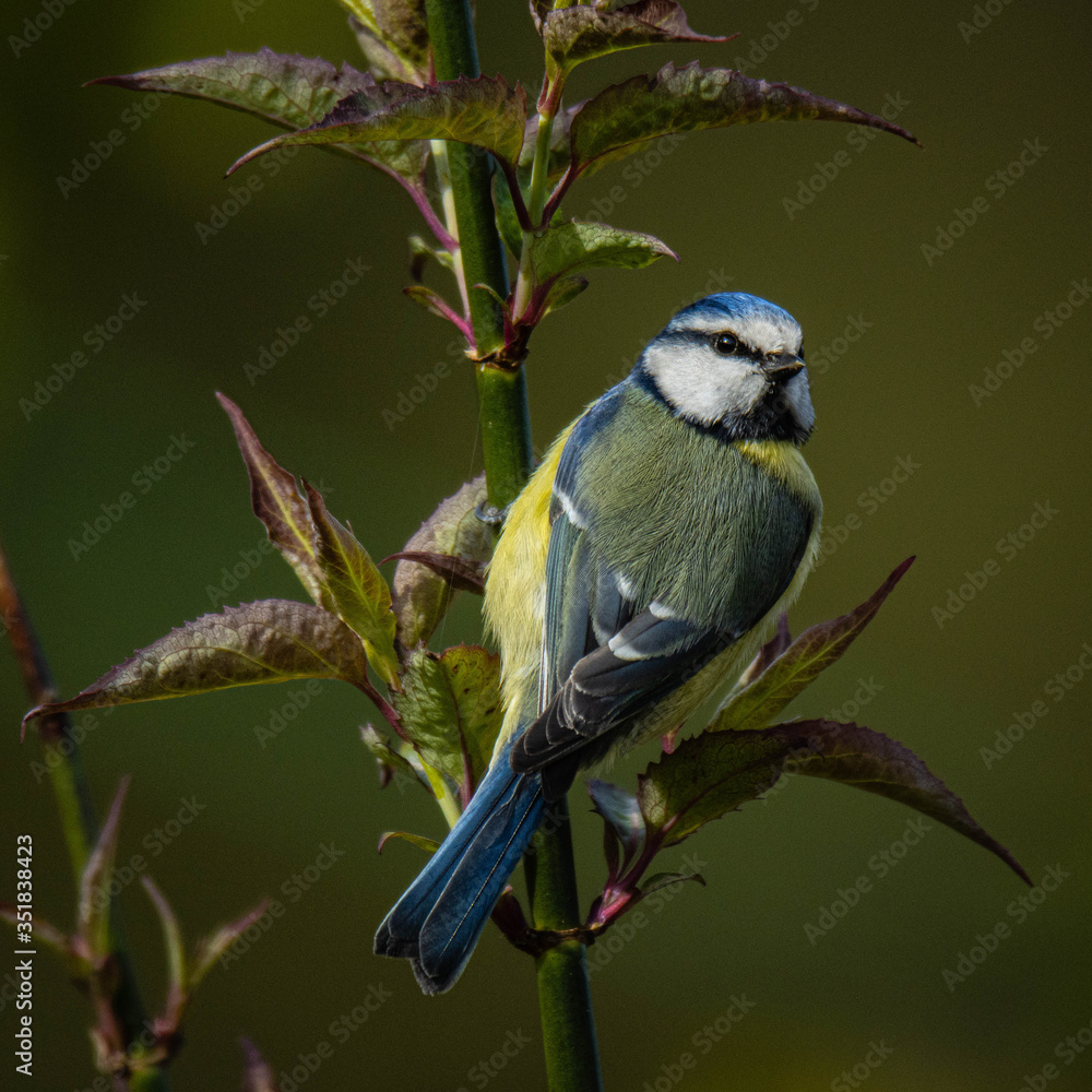 Obraz premium blue tit on branch
