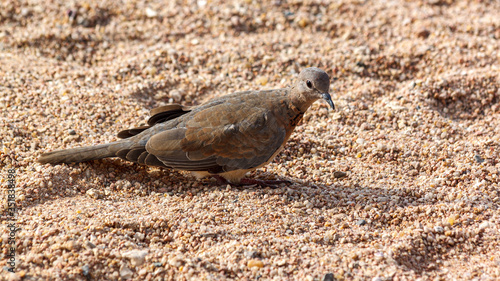An elegant grey-brown laughing dove sits on the coarse sand of the seashore.