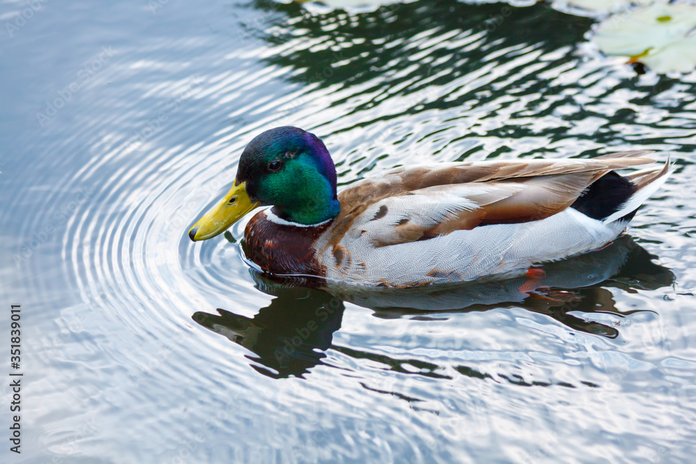 Fototapeta premium Multi-colored mallard swim in the water.
