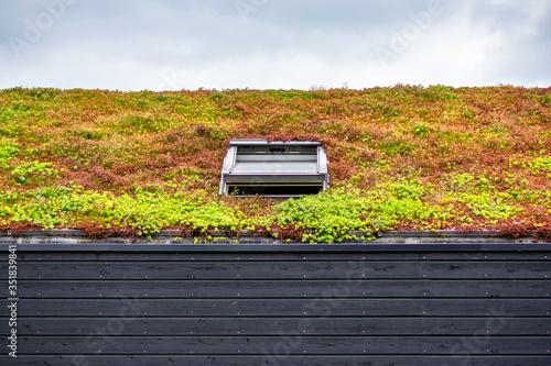 Building with a green roof completely covered with vegetation. Extensive green sustainable sedum roof with succulent plants. Roof greening with succulents. Skylight in the middle of the roof