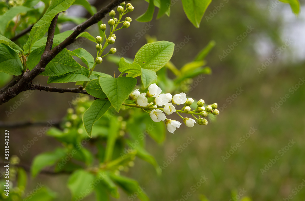 blooming bird cherry in the forest