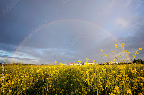 rainbow over the field