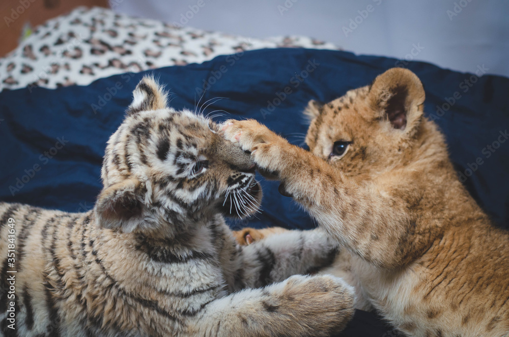 Obraz premium Photo of a game of a lion cub and a tiger cub where a lion's paw on the face of a tiger