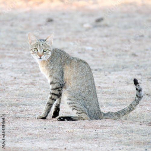 African wildcat, Kalahari photo