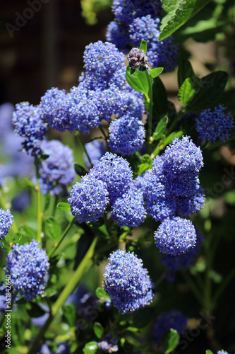 Ceanothus thyrsiflorus or blue blossom ceanothus photo