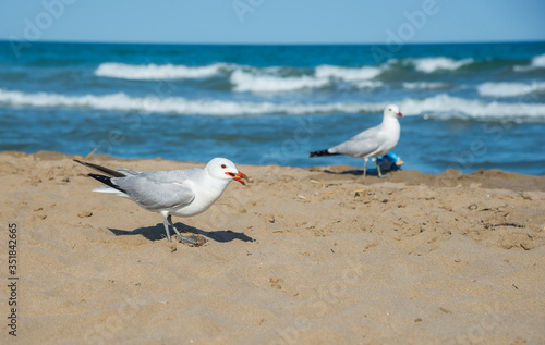 Seagulls on the beach of Mediterranean sea
