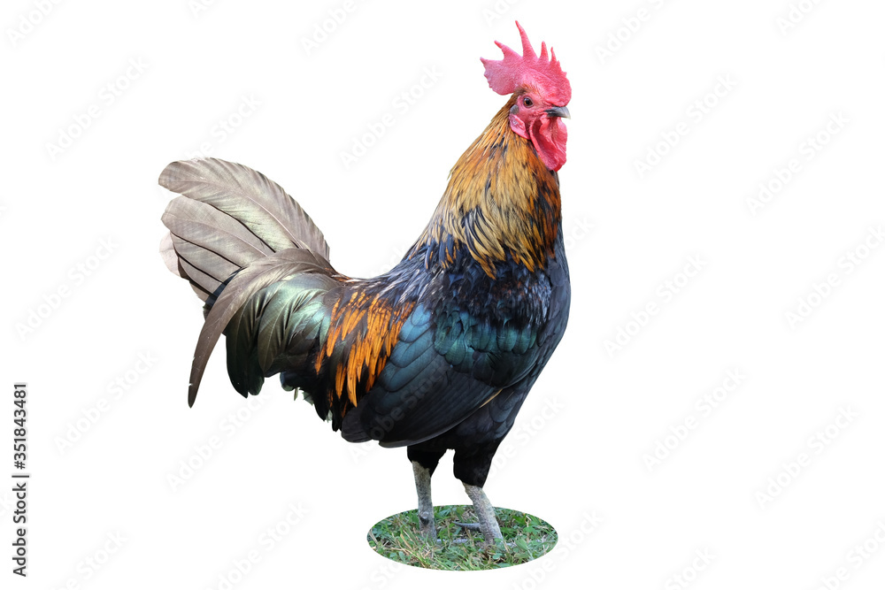 Young male chicken isolated on a white background. (with Clipping Path Selection)