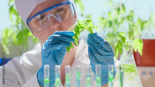 Female scientist biologist researcher testing seedling plant test tube lab. Biological agriculture research genetic engineering laboratory, seeds food farming GMO geneticaly modified food. 4 K slow-mo photo