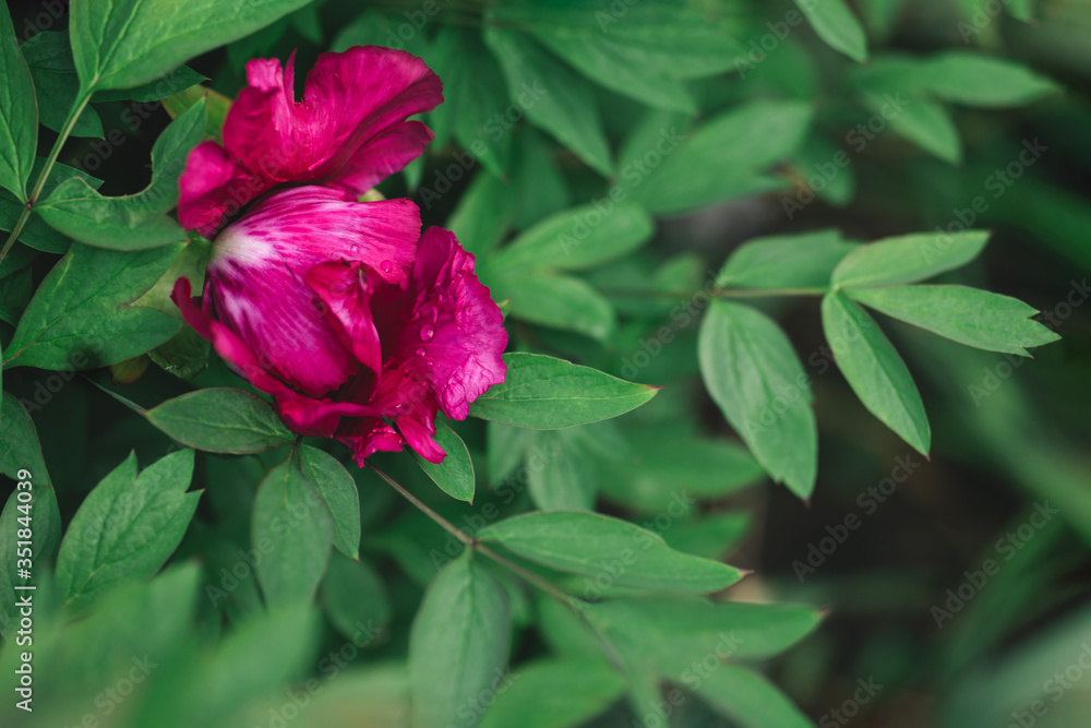 Beautiful dark pink peony in the spring garden after the rain. Beautiful dark pink peony in the spring garden after the rain.