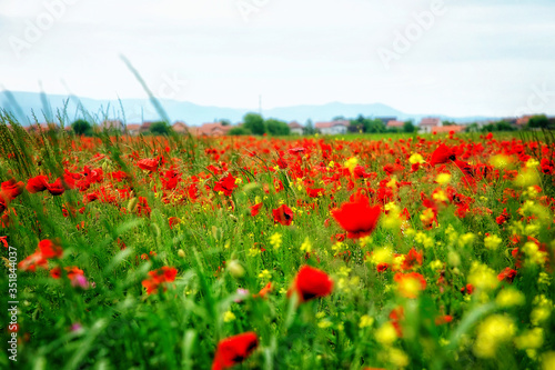 Field of poppies