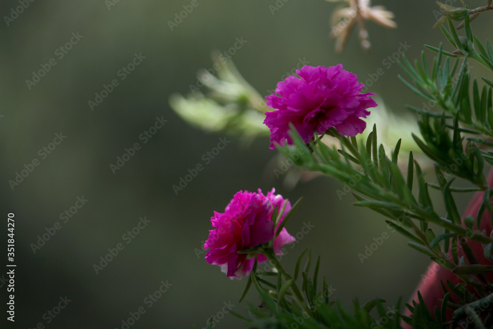 moss rose summer blooming flower background moss rose summer blooming flower background