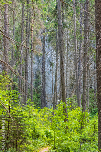 Deep green forest in the national park