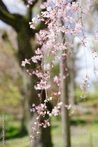 春、桜イメージ：枝垂桜　shidarezakura © satoru