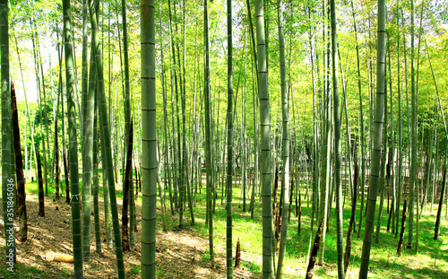 竹林 竹林風景 竹林景色 新緑の竹林