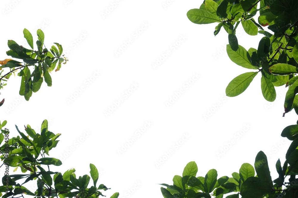 Tropical tree leaves with branches on white isolated background for green foliage backdrop 