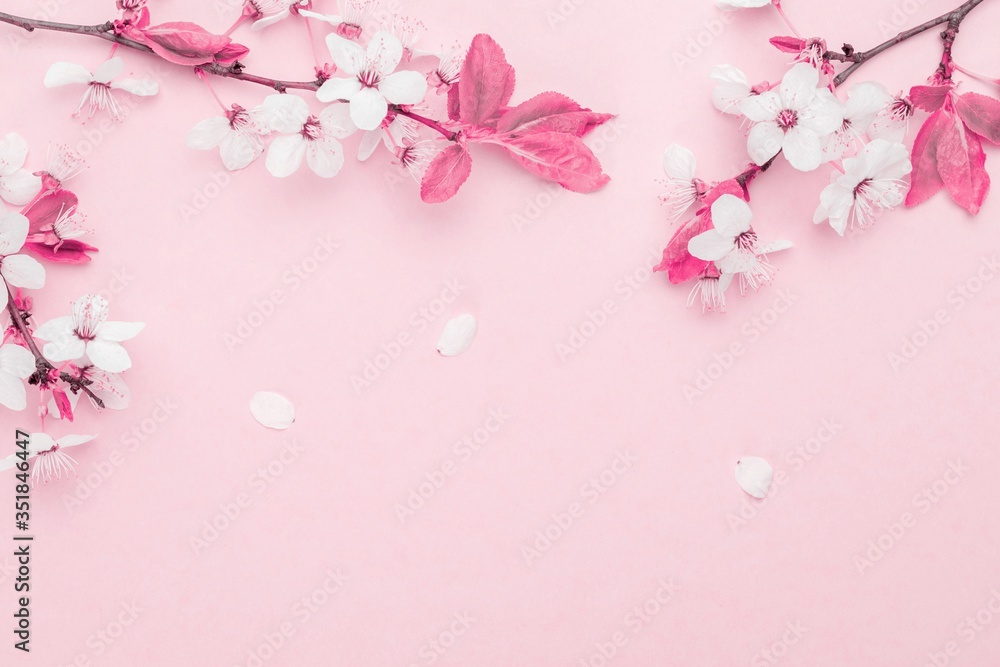 Cherry tree blossom. April floral nature and spring sakura blossom on soft pink background. Banner for 8 march, Happy Easter with place for text. Springtime concept. Top view. Flat lay.