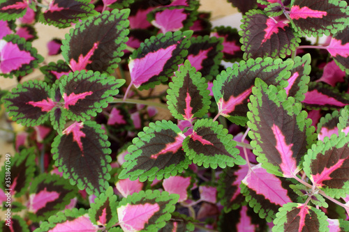 Indoor plants Coleus blumei closeup