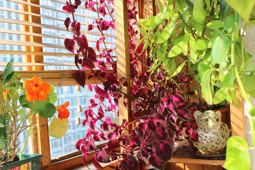 Colorful indoor plants on a wooden loggia