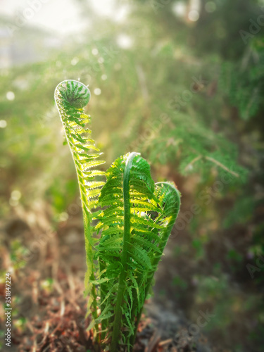 beautiful young fern plant in a sunny day in forest