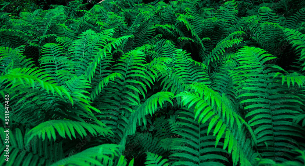 Fototapeta premium forest thickets of ferns. botany banner. texture background
