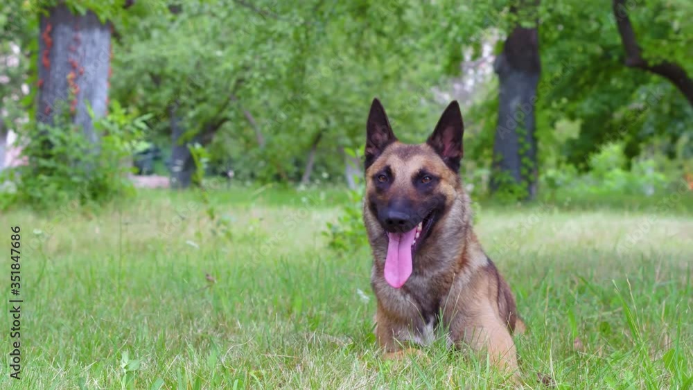 A dog laying on the grass with tongue out and waiting for owner or resting after a great command training. Prores 422. A dog laying on the grass with tongue out and waiting for owner or resting after a great command training. Prores 422.