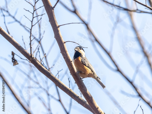 Sittiparus varied tit perched in Japanese forest 9