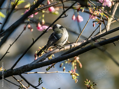 Parus minor Japanese tit in a cherry tree 1