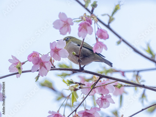 Japanese warbling white-eye in cherry blossoms 3