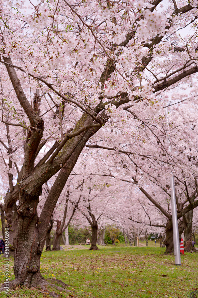 Obraz premium Japan sakura ：服部緑地・桜の咲く風景